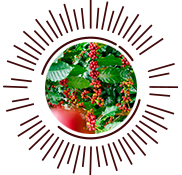 Cafe de origen colombiano